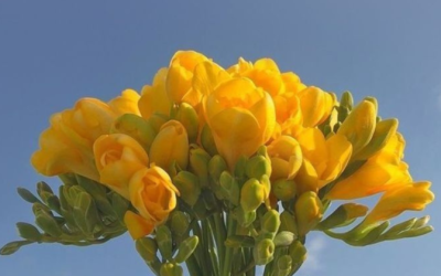 ¿Por qué regalar flores amarillas el 21 de septiembre? : Simbolo de amor puro
