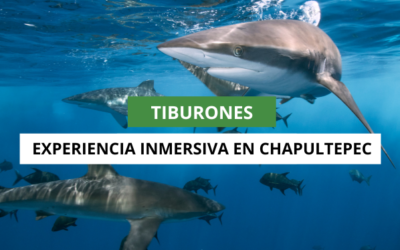 Disfruta la experiencia inmersiva de tiburones en Chapultepec